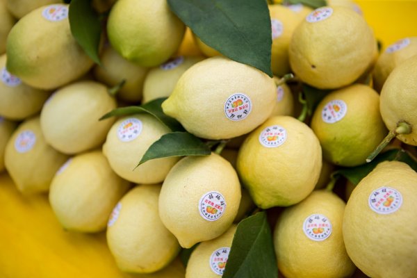 鸿运配资 安岳柠檬地头价破5元 高位行情能走多远？