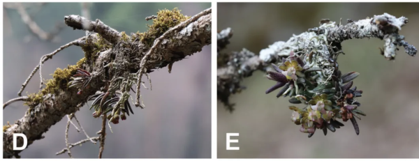 光大e配 九寨沟发现兰科新物种 命名为“九寨沟盆距兰”